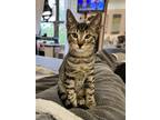 Adopt Mint a Gray, Blue or Silver Tabby Domestic Shorthair (short coat) cat in
