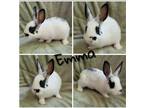 Adopt Emma a Other/Unknown rabbit in Mattawan, MI (38742451)