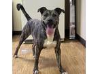 Adopt Bruiser 494 a Brindle Mountain Cur / Mixed dog in Jacksonville