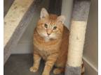 Adopt Seamus a Orange or Red Tabby Domestic Shorthair (short coat) cat in
