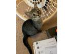 Adopt Pawsome Rayburn a All Black Domestic Shorthair cat in Woodstock