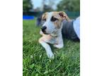 Adopt Prince Lance a Tan/Yellow/Fawn - with White Hound (Unknown Type) /