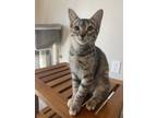 Adopt Lacey a Brown Tabby Domestic Shorthair (short coat) cat in Dallas