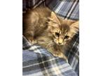 Adopt Peeta a Gray or Blue Domestic Mediumhair / Domestic Shorthair / Mixed cat