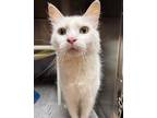 Adopt Missy a White Domestic Longhair / Domestic Shorthair / Mixed cat in