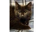 Adopt Primrose a All Black Domestic Mediumhair / Domestic Shorthair / Mixed cat