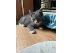 Adopt Jakey a Gray or Blue Domestic Shorthair / Domestic Shorthair / Mixed cat