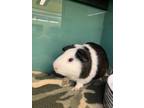 Adopt Domino a Black Guinea Pig / Mixed small animal in Chesapeake