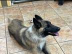 Adopt Luke a Tan/Yellow/Fawn - with Black Belgian Tervuren / German Shepherd Dog