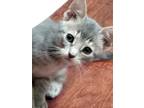 Adopt Scooter a Gray, Blue or Silver Tabby Domestic Shorthair (short coat) cat