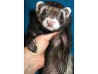 Adopt Lucy Van Pelt a Ferret small animal in Lyons, IL (38842722)
