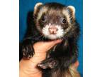 Adopt Peppermint Patty a Ferret small animal in Lyons, IL (38842721)