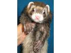 Adopt Liam a Ferret small animal in Lyons, IL (38842719)