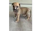 Adopt Doc a Tan/Yellow/Fawn - with White American Staffordshire Terrier / Beagle