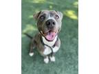 Adopt Pongo a Brown/Chocolate - with White Pit Bull Terrier / Mixed dog in Los