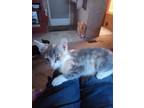 Adopt Twinkle a Domestic Shorthair cat in Calimesa, CA (38842679)
