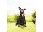 Adopt Clovi a Black Labrador Retriever / Mixed dog in Castro Valley