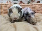 Adopt Buckbeak and Fluffy a Guinea Pig small animal in Scotts Valley