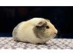 Adopt Buckbeak and Fluffy a Guinea Pig small animal in Scotts Valley