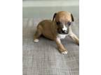 Adopt Peanut butter a Red/Golden/Orange/Chestnut - with White Beagle / Boxer /