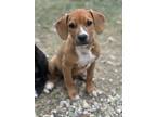 Adopt Peanut butter a Tan/Yellow/Fawn - with White Beagle / American