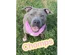Adopt Chomps a Gray/Blue/Silver/Salt & Pepper Terrier (Unknown Type