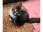 Adopt Vanna a Black (Mostly) Domestic Mediumhair (medium coat) cat in