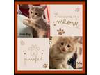 Adopt June Buy & Toby Lap Kittens! a Tan or Fawn Domestic Mediumhair (medium