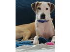 Adopt S’mores a White - with Brown or Chocolate Mixed Breed (Medium) /
