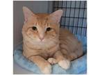 Adopt Buddy a Orange or Red Domestic Mediumhair / Domestic Shorthair / Mixed cat
