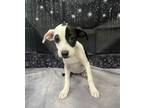 Adopt Oreo a Miniature Pinscher / American Pit Bull Terrier / Mixed dog in