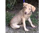 Adopt Jenny a Tan/Yellow/Fawn Shepherd (Unknown Type) / Mixed dog in Mobile