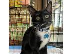Adopt Penguin a All Black Domestic Shorthair / Mixed cat in Howard Beach
