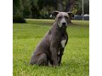 Adopt Fiona a Gray/Silver/Salt & Pepper - with Black Pit Bull Terrier / Mixed