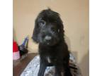 Adopt Licorice a Black Labrador Retriever / Poodle (Standard) / Mixed dog in