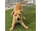 Adopt Tucker LDD a Red/Golden/Orange/Chestnut Labrador Retriever / Mixed dog in