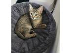 Adopt Abigail a Gray, Blue or Silver Tabby Domestic Shorthair (short coat) cat