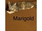 Adopt Marigold DM a Calico or Dilute Calico Domestic Shorthair / Mixed cat in