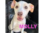 Adopt Molly AA a Tan/Yellow/Fawn Labrador Retriever / Mixed Breed (Medium) /