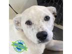 Adopt Domino a White - with Tan, Yellow or Fawn Mixed Breed (Medium) / Mixed dog