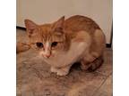 Adopt Stella a Orange or Red Domestic Shorthair / Mixed cat in Huntsville