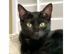 Adopt Enoki a All Black Domestic Shorthair / Mixed cat in Washington