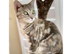 Adopt Chanterelle a Calico or Dilute Calico Domestic Shorthair / Mixed cat in
