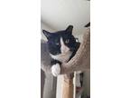 Adopt Milkshake a Black & White or Tuxedo Domestic Shorthair (short coat) cat in