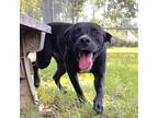 Adopt Leela a Black Mixed Breed (Medium) / Mixed dog in Milton, FL (38735257)