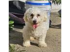 Adopt Amaya a Bichon Frise / Mixed dog in Staten Island, NY (38841844)
