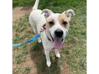 Adopt Rocky a White - with Tan, Yellow or Fawn American Pit Bull Terrier / Mixed