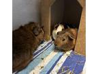 Adopt Snickers, Coco, and Brownie a Guinea Pig small animal in Quakertown