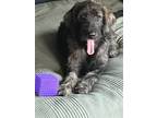 Adopt Poppy a Brindle Labrador Retriever / Standard Poodle / Mixed dog in Yuba