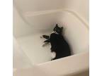 Adopt Iris a All Black Domestic Shorthair / Mixed cat in Lynchburg
